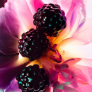 essencia-de-perfume-notas-cristalizadas-florais-e-amadeiradas