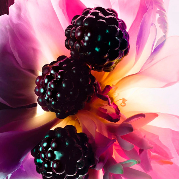 perfume-essence-candied-floral-and-woody-notes