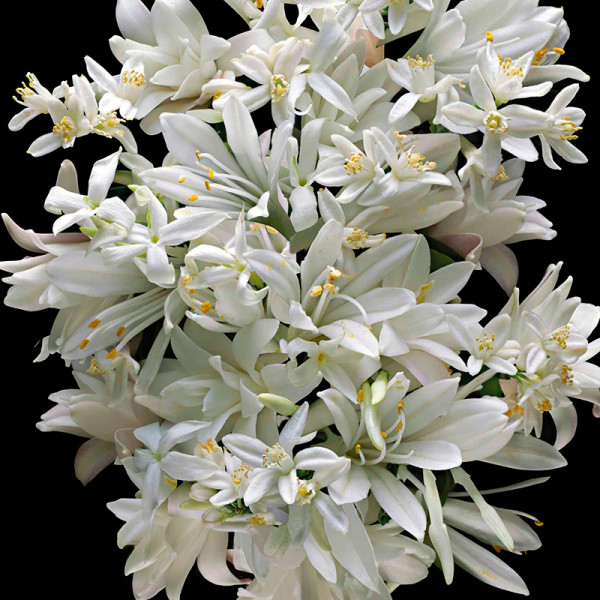 good-girl-gone-bad-eau-de-parfum-coffret