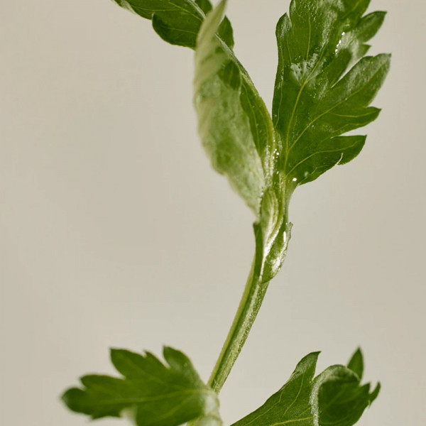 matte-sun-stick-mugwortcamellia-spf-50-pa-gesichtsschutz-stick