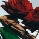 velvet-rose-oud-kropsspray