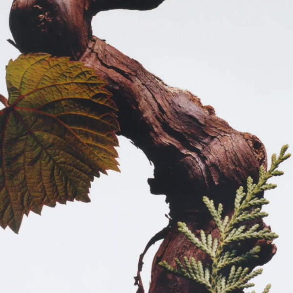 cypress-grapevine-spray-corporal