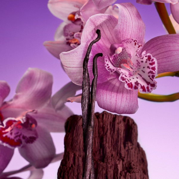 euphoria-bold-elixir