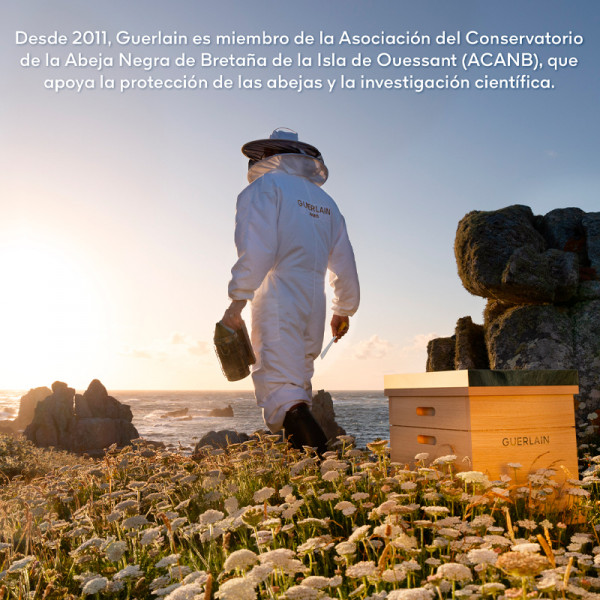 abeille-royale-oil-serum-serum-saet-abeille-royale-youth-repair-anti-aging-program