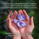 orchidee-imperiale-den-latta-kramen-for-lang-hallbarhet
