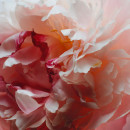 peony-blush-suede-cologne