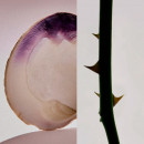 rose-atlantic