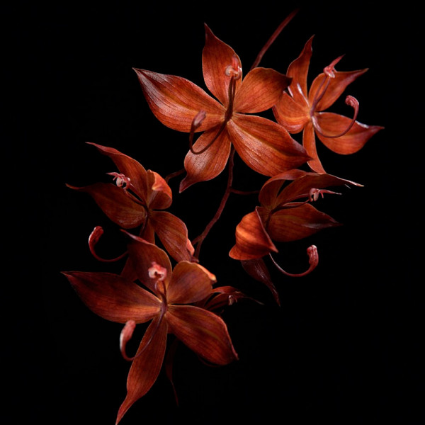 orchidee-imperiale-black-crema-de-dia-reafirmante-y-regenerante