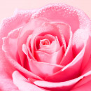 very-rose-mousse-leichter-schaumreiniger