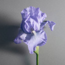 iris-debonair-eau-de-parfum