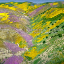 aqua-allegoria-florabloom