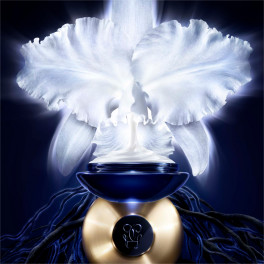 GUERLAIN ORCHIDÉE IMPÉRIALE LA CRÈME Amazon.com: Guerlain Orchidee Imperiale Exceptional Complete