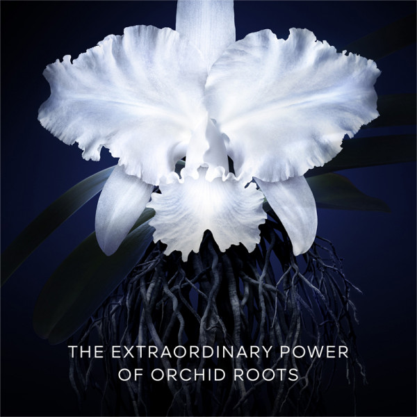 Imperial Orchid Cream