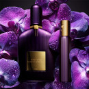 Velvet Orchid