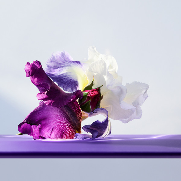 Omnia Amethyste