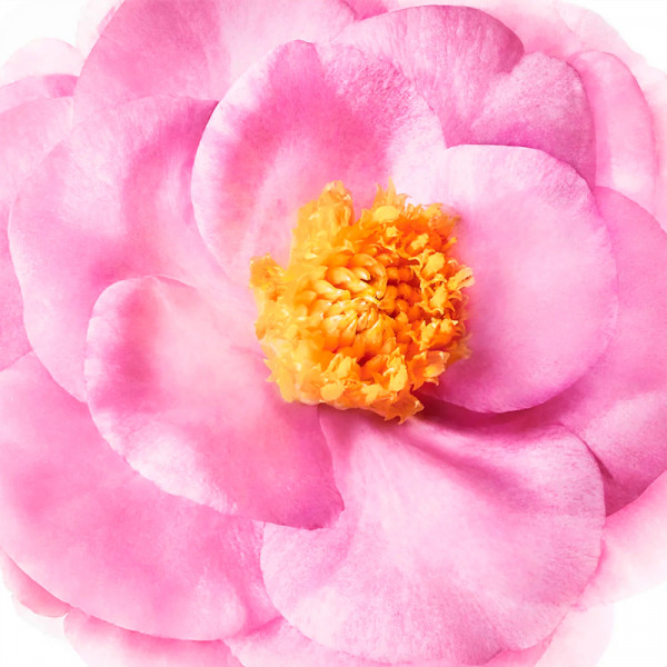 Acondicionador Brillo Sublime Hair Prodigieux